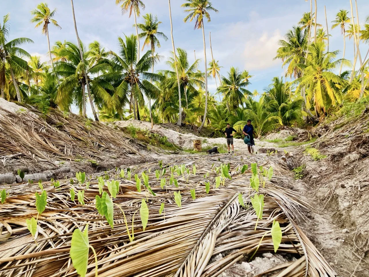 Fosses de culture maite, Nukutavake