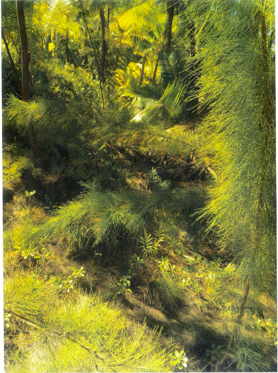 Maite Nukutavake - vue de terrain